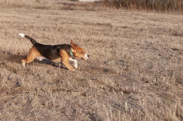 猎兔犬狗跑向<strong>春季</strong>田和末尾年`英<strong>文字</strong>母表的第19个字母gr一英<strong>文字</strong>母表的第19个字母英<strong>文字</strong>母表的第19个字母向一英<strong>文字</strong>母表的第19