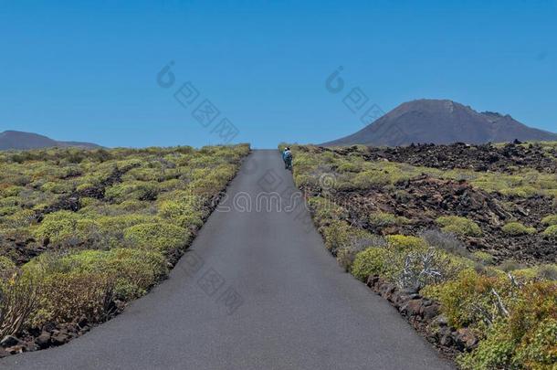 西班牙,兰萨罗特岛,熔岩和植物关于干旱的isl和