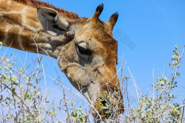 特写镜头关于<strong>长颈鹿吃</strong>采用依多沙国家的公园纳米比亚