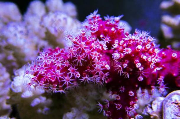 红色的红辣椒珊瑚-Alcyonium帕尔马图斯
