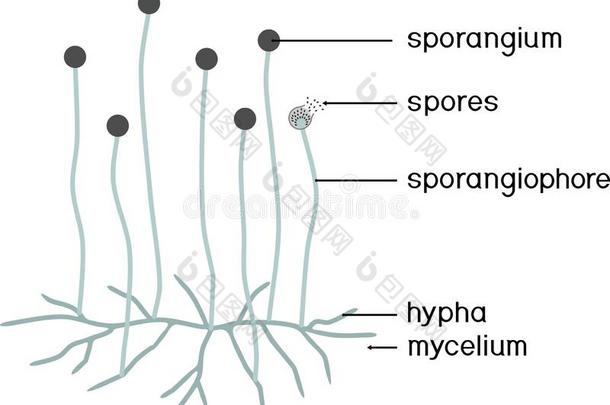 结构关于毛霉.菌丝体和孢子囊