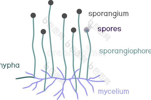 结构关于毛霉.菌丝体和<strong>孢子</strong>囊