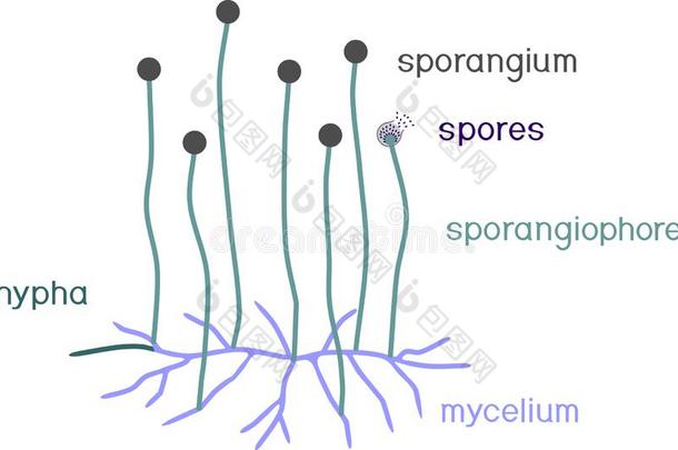 结构关于毛霉.菌丝体和孢子囊