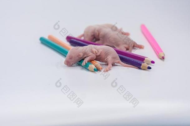 好的一天和好的心情.漂亮的老鼠和有色的铅笔向一whiteiron白铁