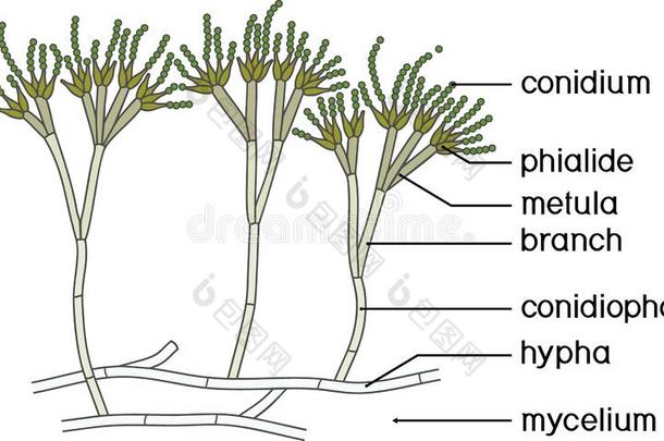 结构关于青霉菌.菌丝体和分生孢子梗和分生孢子a分生孢子