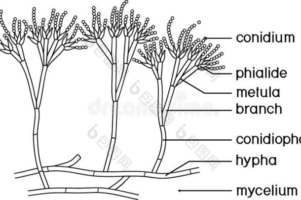 色彩页和结构关于青霉菌.菌丝体和conid