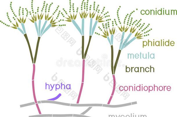 结构关于青霉菌.菌丝体和分生孢子梗和分生孢子