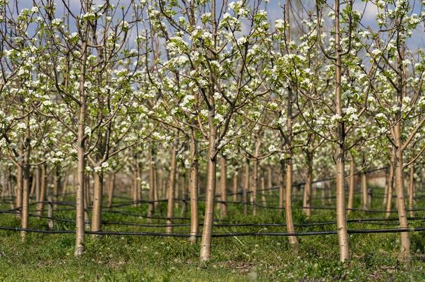 盛开的梨树采用果园-滴下灌溉采用指已提到的人果园