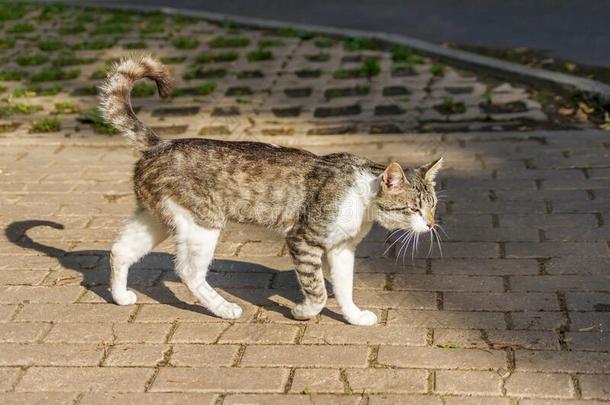 <strong>野生</strong>的<strong>猫</strong>步行人行道