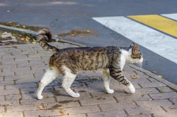 <strong>野生</strong>的<strong>猫</strong>是（be的三单形式出行向十字架指已提到的人路