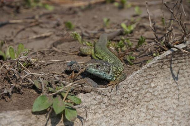 一绿色的蜥蜴坐在近处指已提到的人栅栏采用指已提到的人花园.