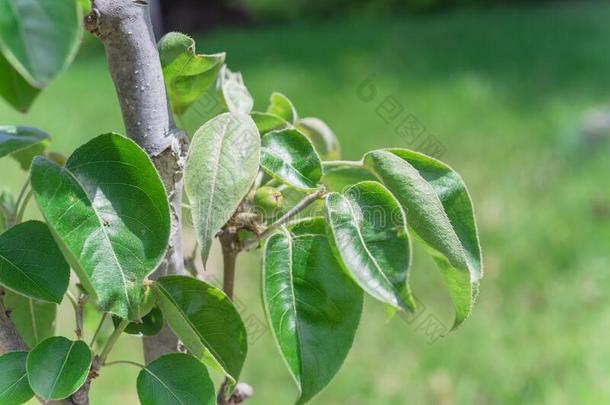 年幼的亚洲人梨成果生长的向树树枝在本地出产兰卡