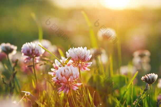 美丽的夏田,绿色的草,三叶草花,和煦的：照到阳光的莫尼