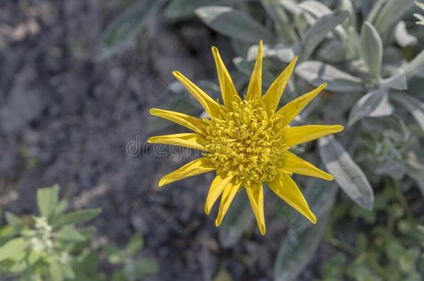 星的黄色的花采用公园,克莱斯特彻奇,新的西兰岛