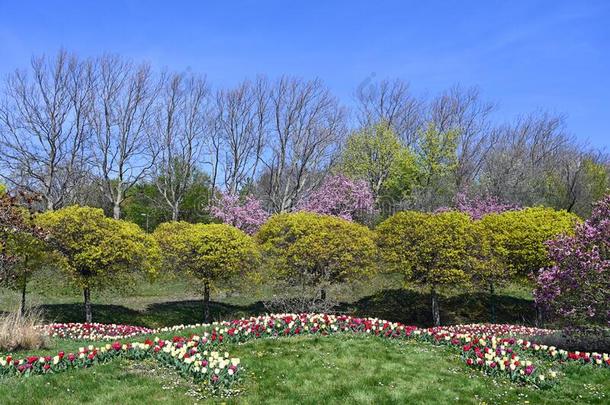 春季花和树采用疗养公园奥伯拉。