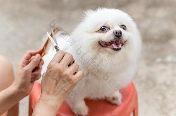 女人物主锋利的波美拉尼亚的公狗头发和剪刀和梳子