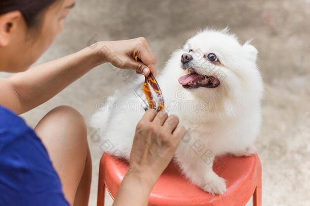 女人物主锋利的波美拉尼亚的公<strong>狗头</strong>发和剪刀和梳子