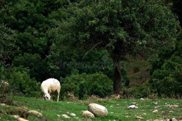 羊在长满草的山草地