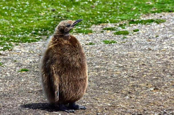 松软的棕色的年幼的国王企鹅