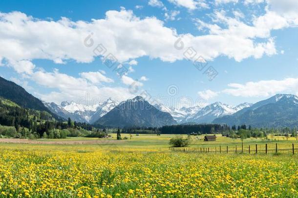 黄色的花草地和雪大量的山和传统的