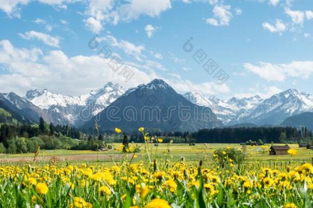 黄色的花草地和雪大量的山和传统的