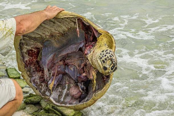 死去的绿色的海龟龟鳖目迈达斯向指已提到的人岸关于指已提到的人珊瑚一