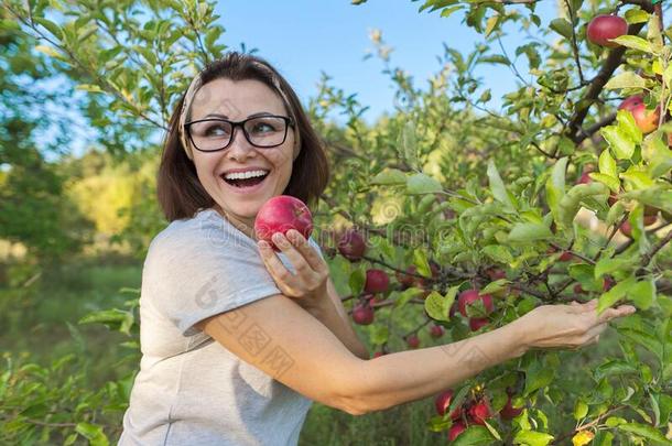 女人园丁和新近精选的红色的苹果采用手