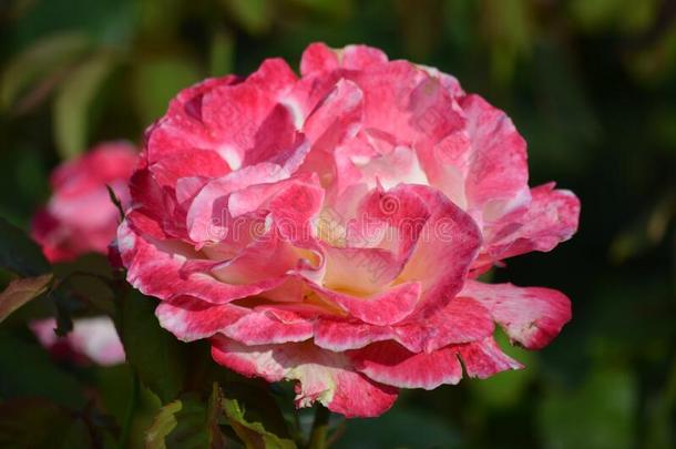 关在上面关于num.一大大地和微妙的生动的粉红色的和白色的玫瑰采用