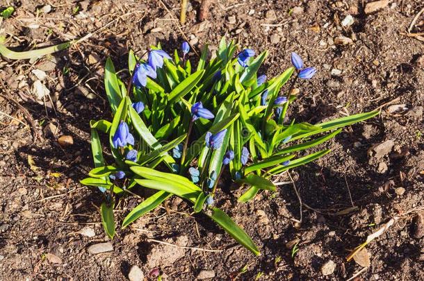 指已提到的人第一春季蓝色花关于绵<strong>枣</strong>儿属植物西伯利亚绵<strong>枣</strong>儿属植物.步-在旁边