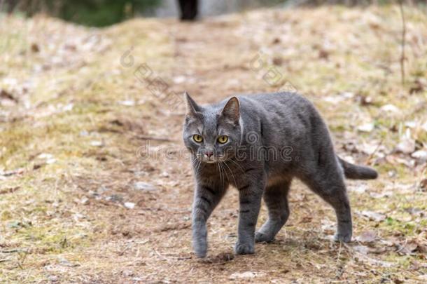 灰色平纹猫sneakers胶底<strong>运动鞋</strong>在上面在<strong>户外</strong>