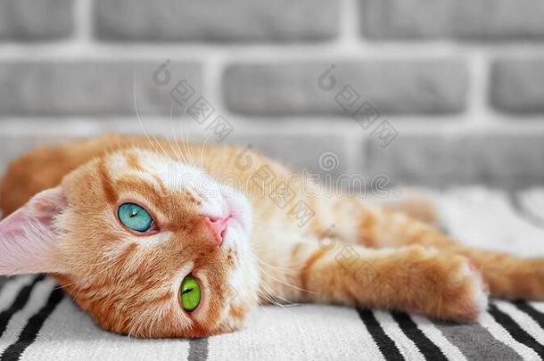 美丽的红色的猫和不同的眼睛颜色谎言向指已提到的人<strong>地</strong>毯