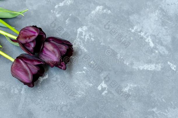 花束关于num.三紫色的-黑的郁金香黑的王子向指已提到的人顶白细胞移动增强因子
