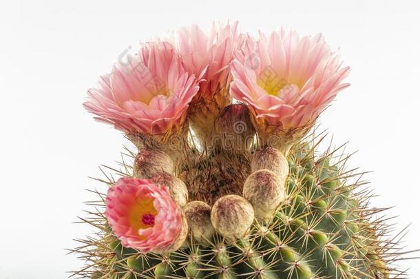 金色的桶仙人掌Echino仙人掌古龙菌.特写镜头关于棘球蚴