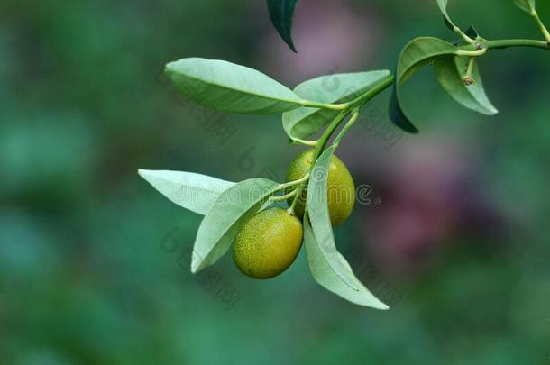 金橘或柑橘属果树日本产植物慢的生长的常绿植物sh或t树机智