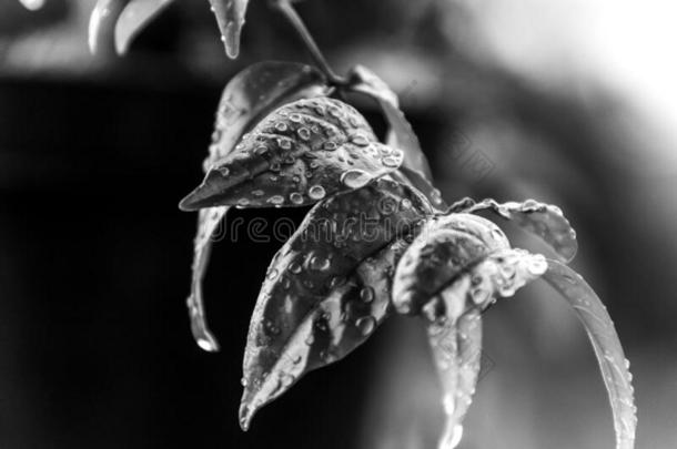 雨点向指已提到的人树叶