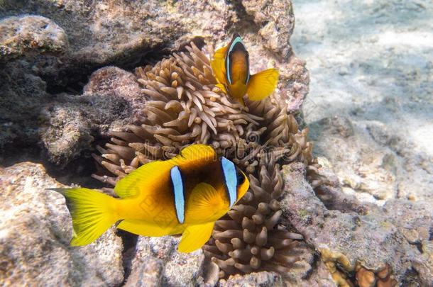 两个桔子小丑鱼银莲花鱼采用银莲花软的珊瑚.一副关于