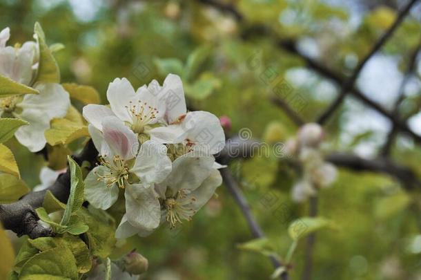 春季盛开的苹果树采用花园.
