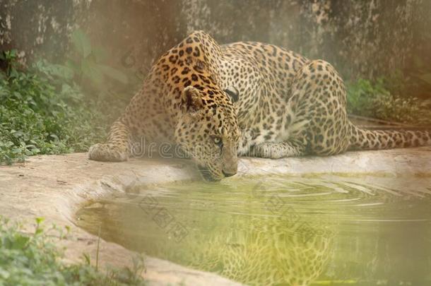 利珀德喝水采用动物园