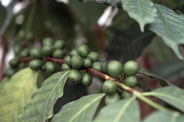 未成熟的咖啡豆树豆向树枝和褪色恶心的恶劣的黄色的
