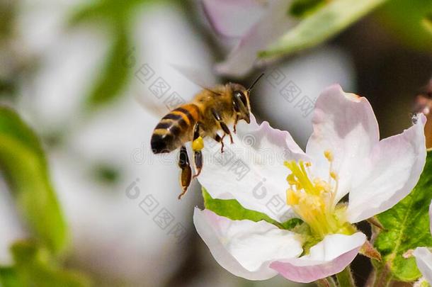 蜂蜜蜜蜂,萃取花蜜从成果树花