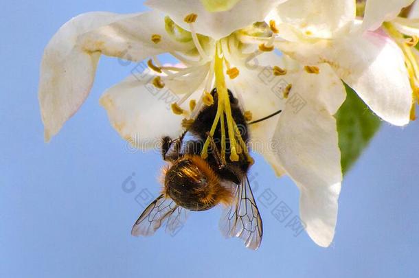 蜂蜜蜜蜂,<strong>萃取</strong>花蜜从成果树流动