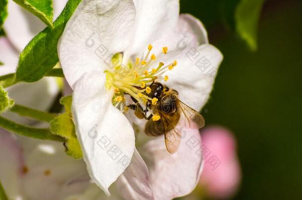 蜂蜜蜜蜂,萃取花蜜从成果树花