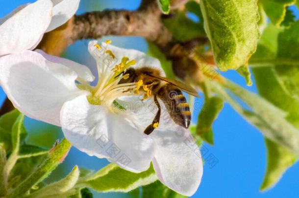蜂蜜蜜蜂,萃取花蜜从成果树花
