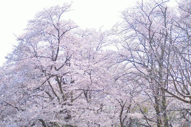风景关于白色的樱<strong>桃花树</strong>