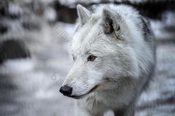北极的狼canister小罐狼疮大小熊星座统称又叫做极地的狼或白色的狼-Chile智利