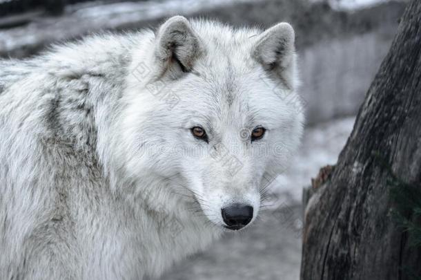北极的狼canister小罐狼疮大小熊星座统称又叫做极地的狼或白色的狼-Chile智利