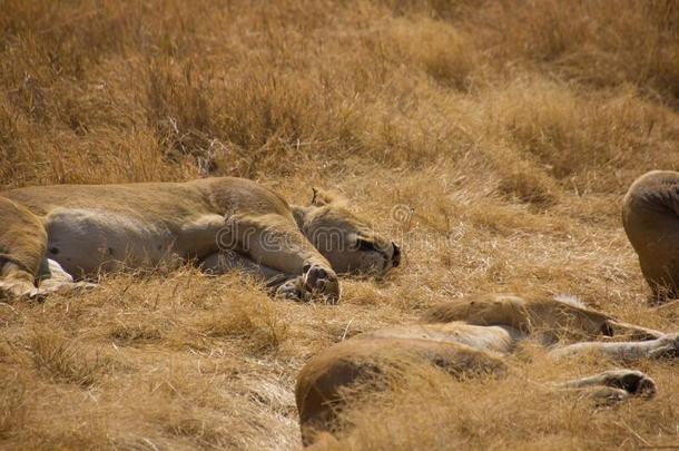 疲倦的狮子产卵数采用指已提到的人干草原向一和煦的：照到阳光的d一y
