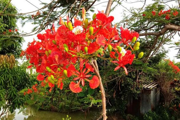 石莲子普切里玛花孔雀花盛开的树枝