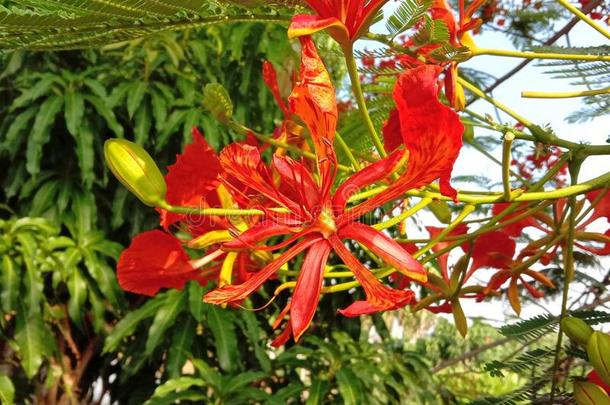 石莲子普切里玛花孔雀花盛开的树枝