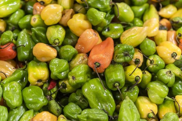 质地关于生的哈瓦那人哈瓦那居民胡椒粉采用指已提到的人交易.绿色的,桔子和